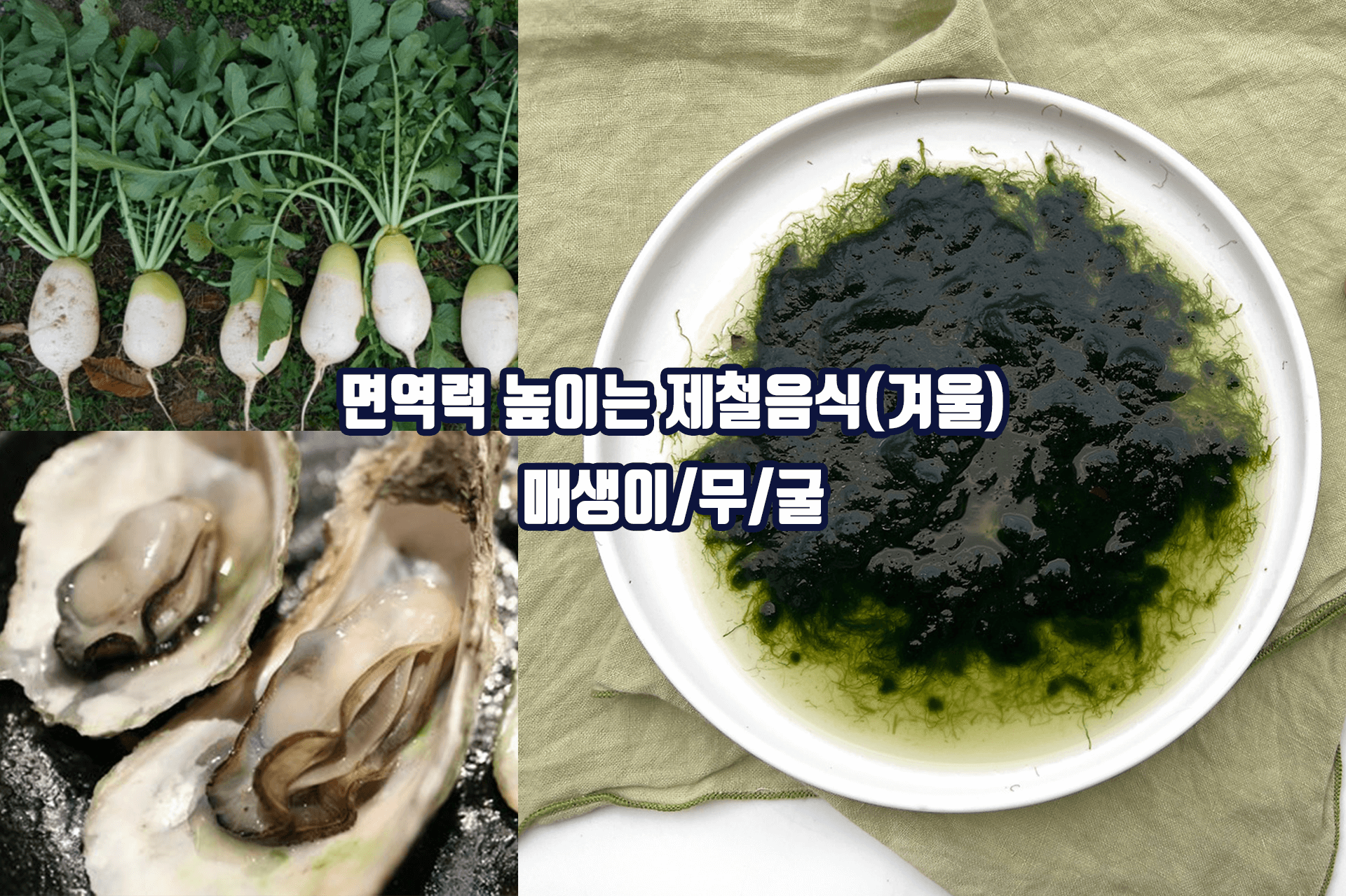 면역력 높이는 겨울 제철음식 - 매생이 무 굴