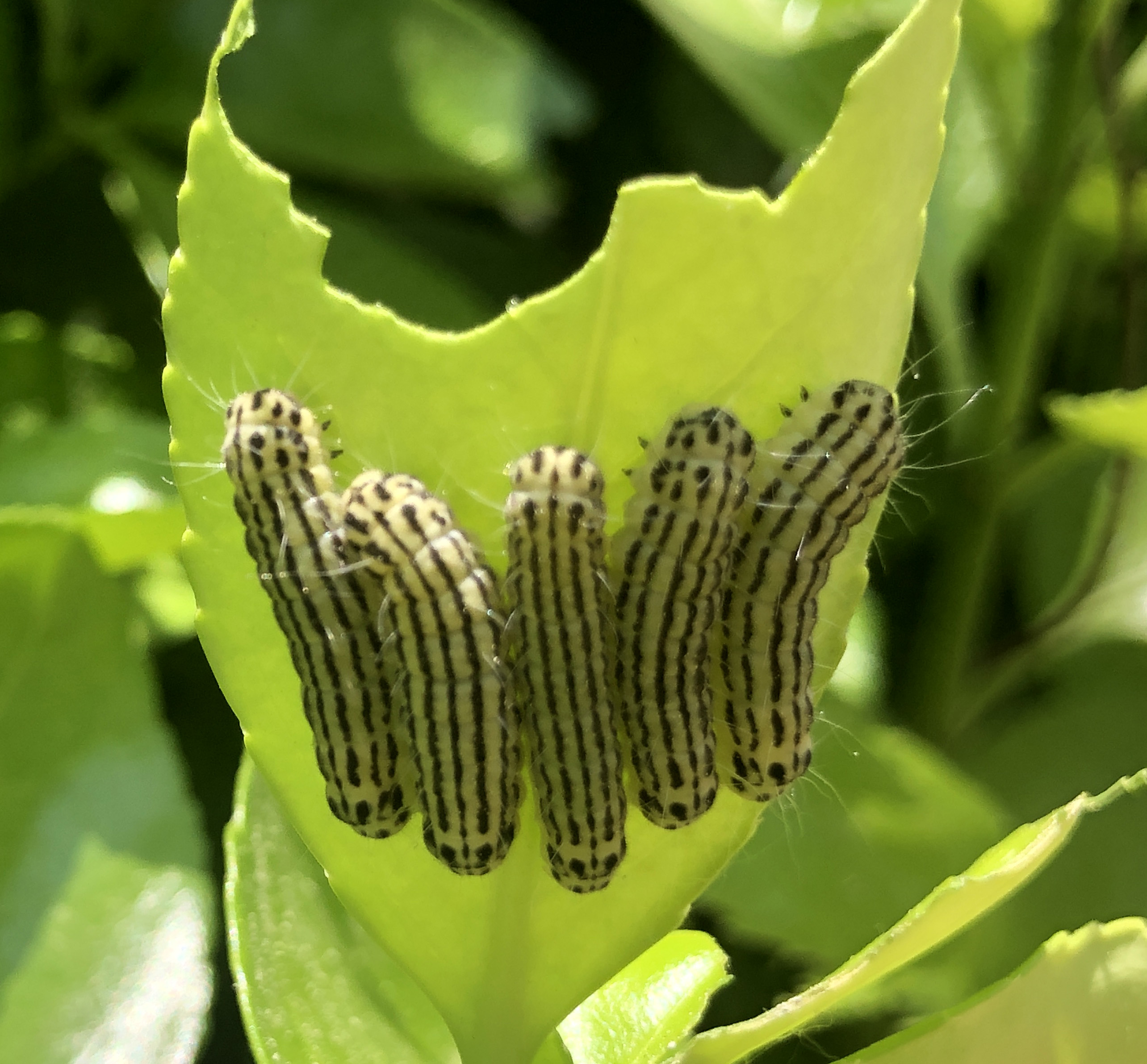 노랑털알락나방1