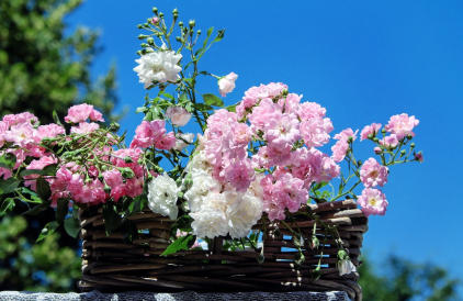 곡성 장미축제 보고&amp;#44; 곡성 맛집까지 완벽 정복! 현지인이 추천하는 식당 5곳
