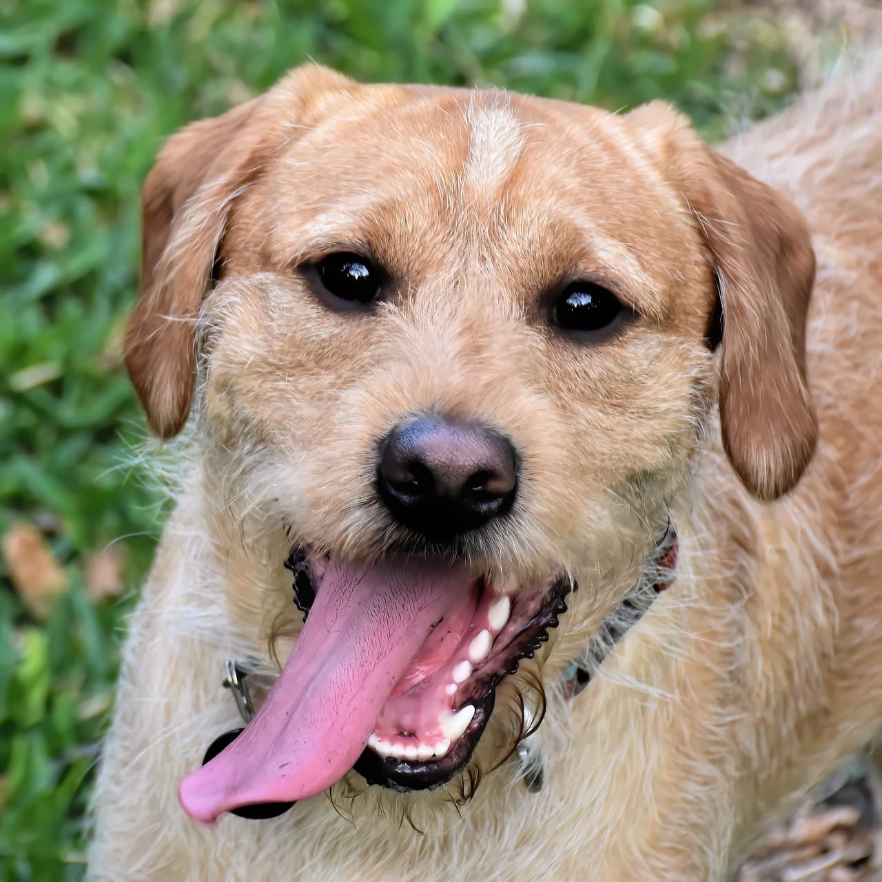 강아지 치석 제거, 효과적으로 하는 방법! 치과 질환 예방을 위해 꼭 실천하세요