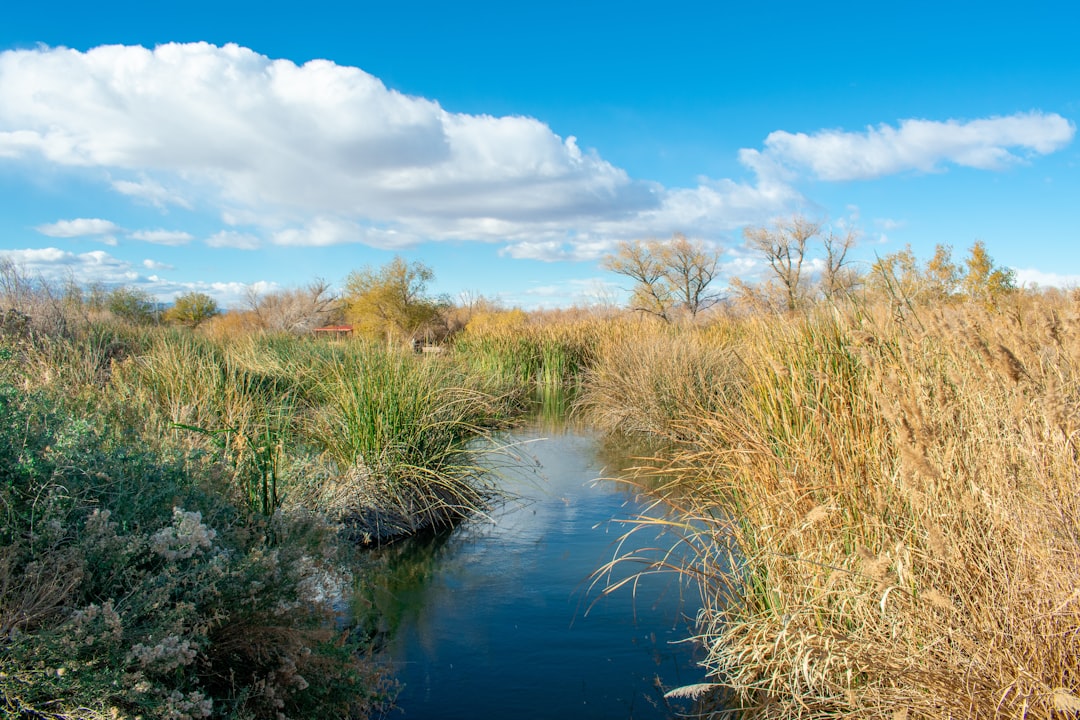 Wetland