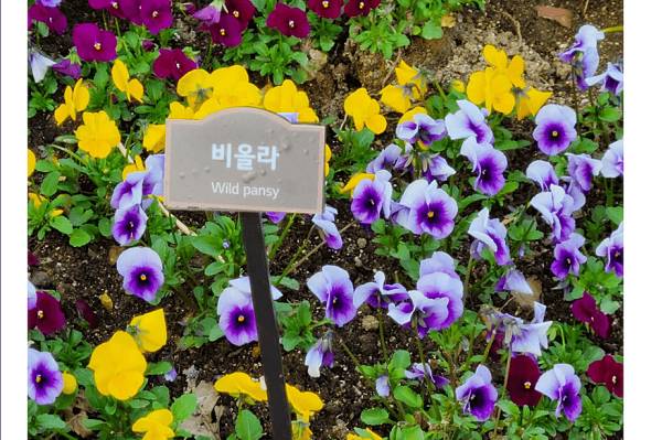 화담숲-방문-가을-3