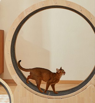 캣휠에 고양이가 올라가있는 사진입니다.
