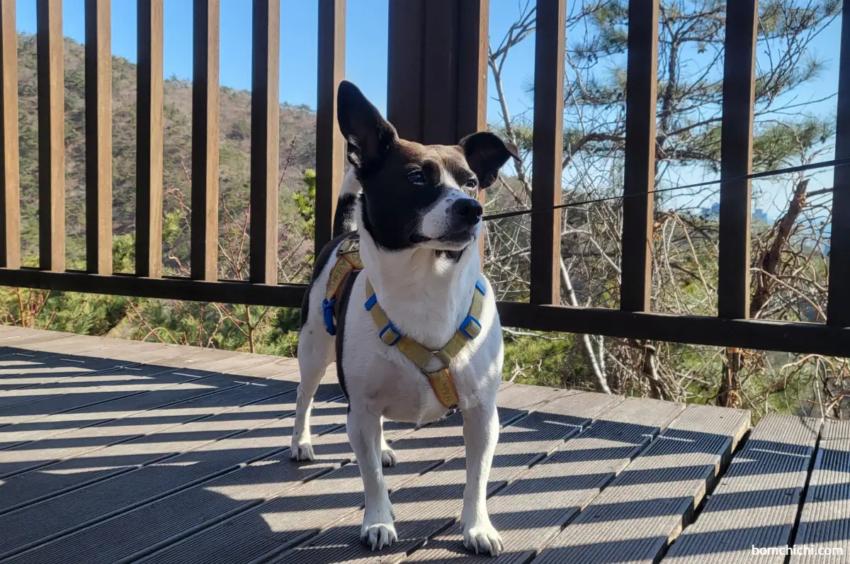 부산 해운대 장산 성불사 산책로에서 찍은 강아지 사진