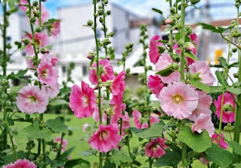 가을에 피는 꽃 종류 접시꽃