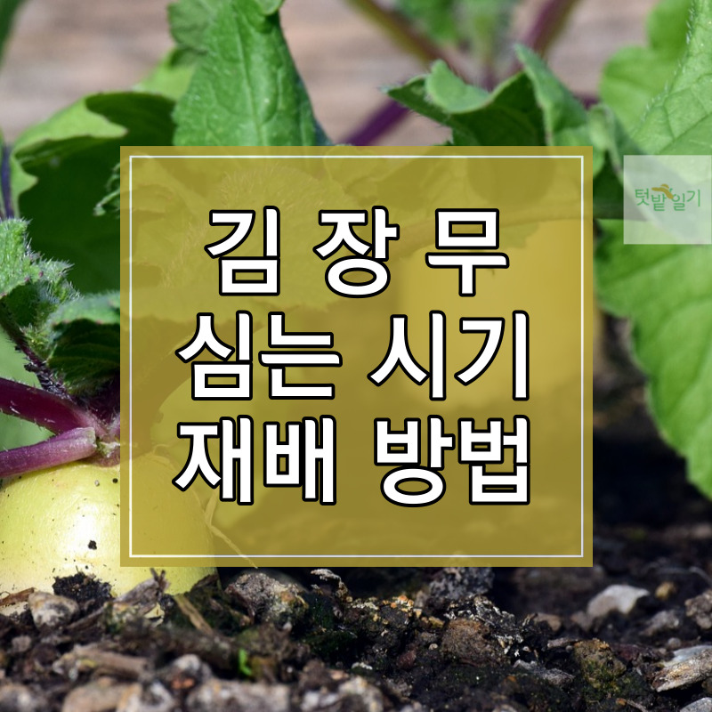 김장 무 심는 시기 및 재배방법 썸네일