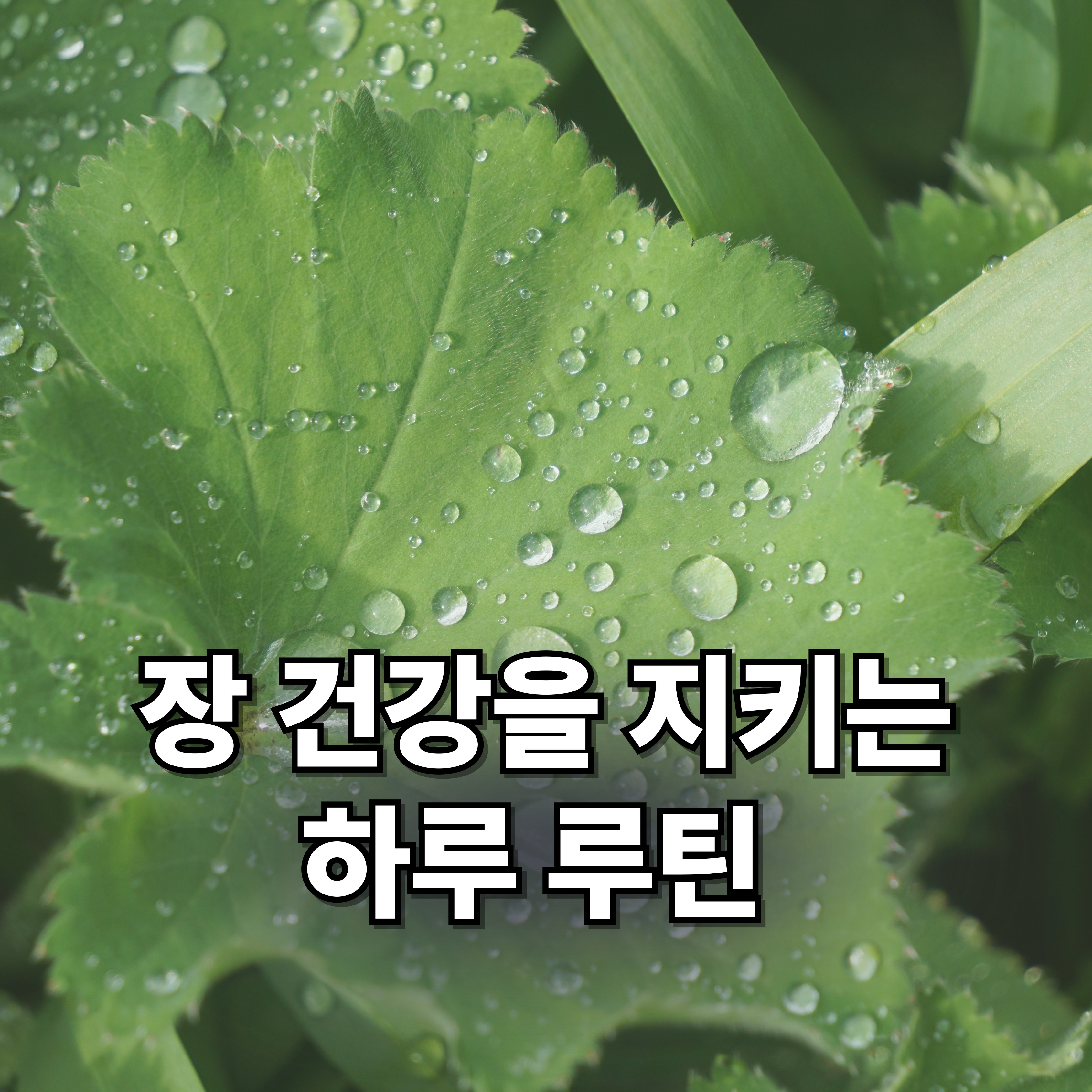 장 건강을 지키는 하루 루틴