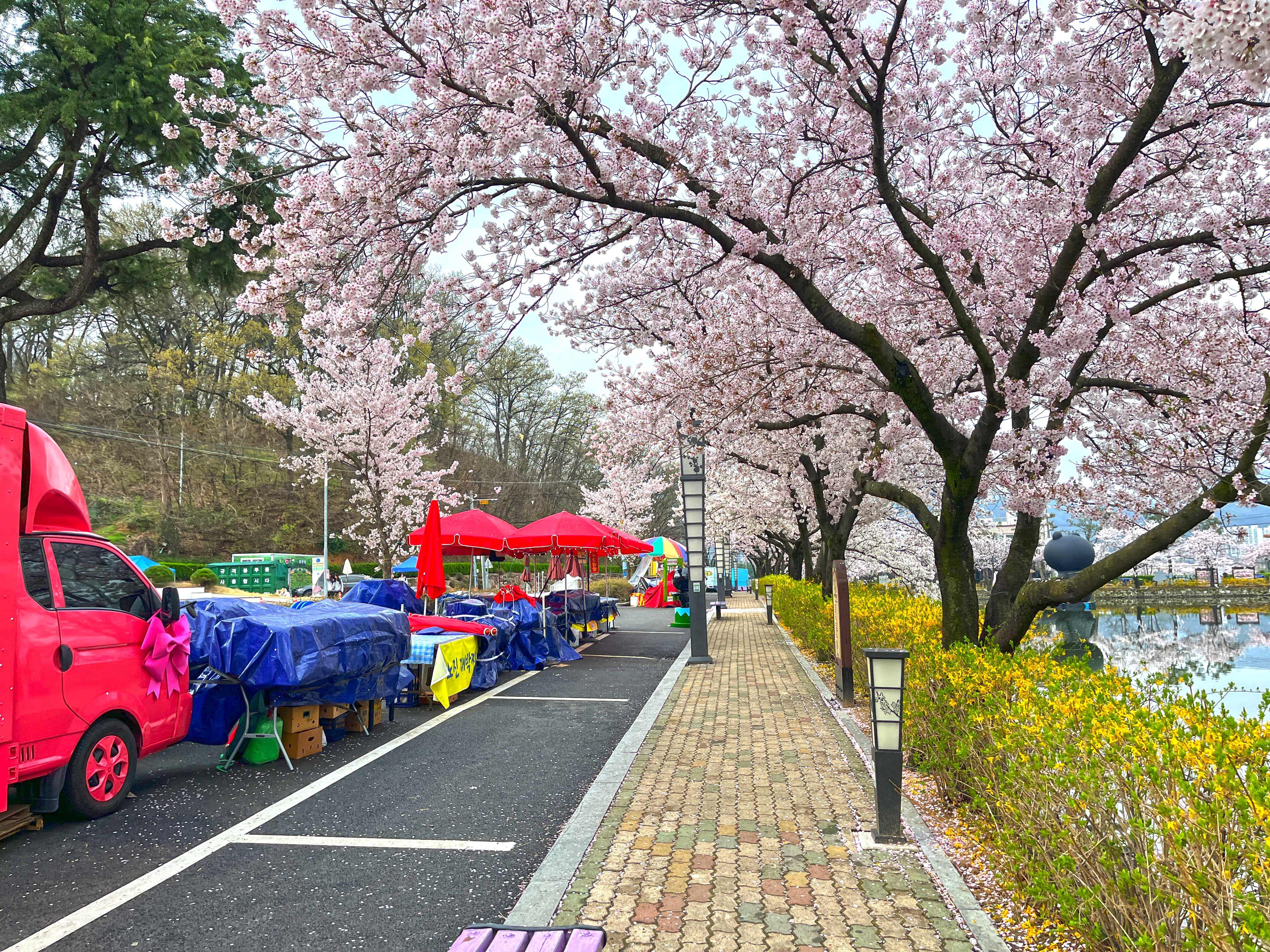 김천 연화지 벚꽃