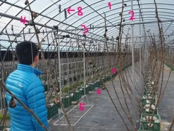 무화과 재배 가지 전정 하우스 보온 수확 연장_12