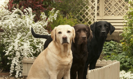 같은 방향을 바라보는 색이 다른 래브라도 3마리.