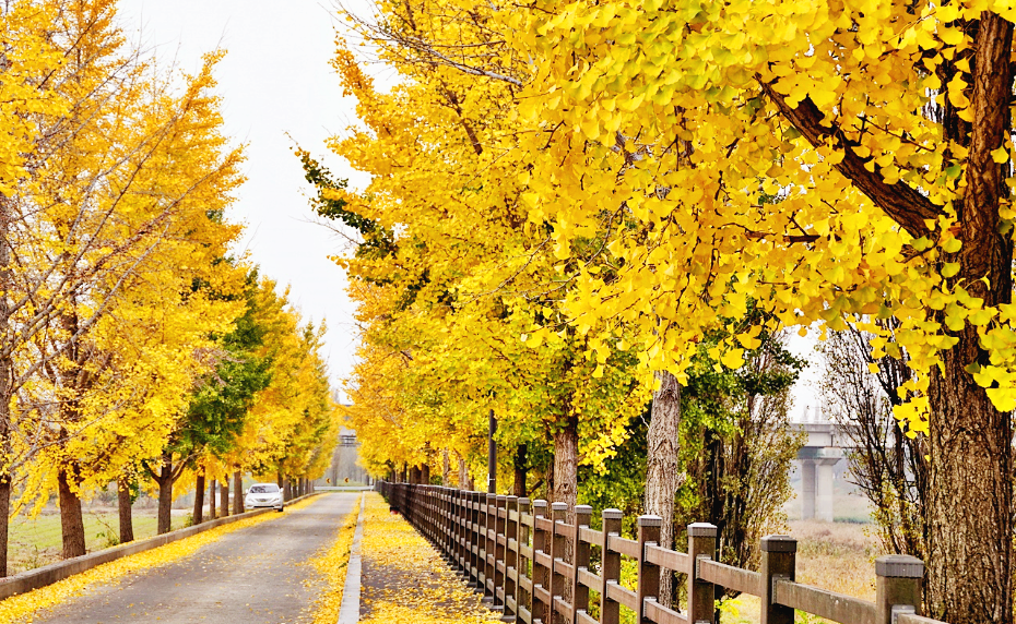 진천 장관리 은행나무길