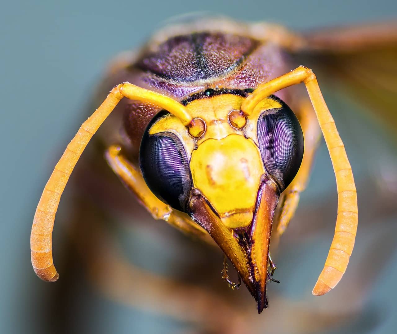 곤충의 입이 바로 요리 기구다