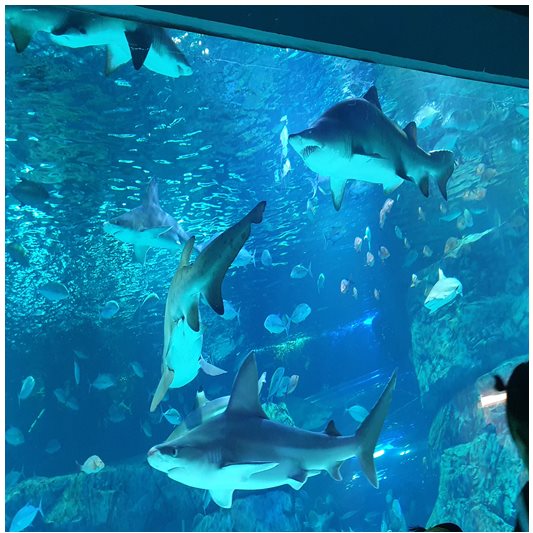 광교 아쿠아플라넷-샌드타이거