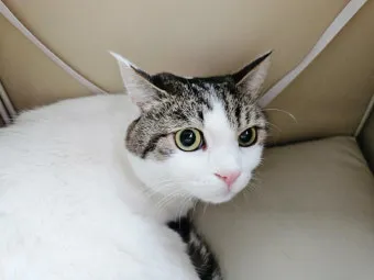&amp;quot;고양이
