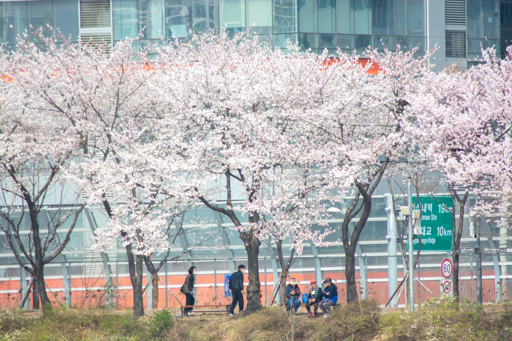 2023년 3월 29일 최근 금천구 안양천 벚꽃길 근황