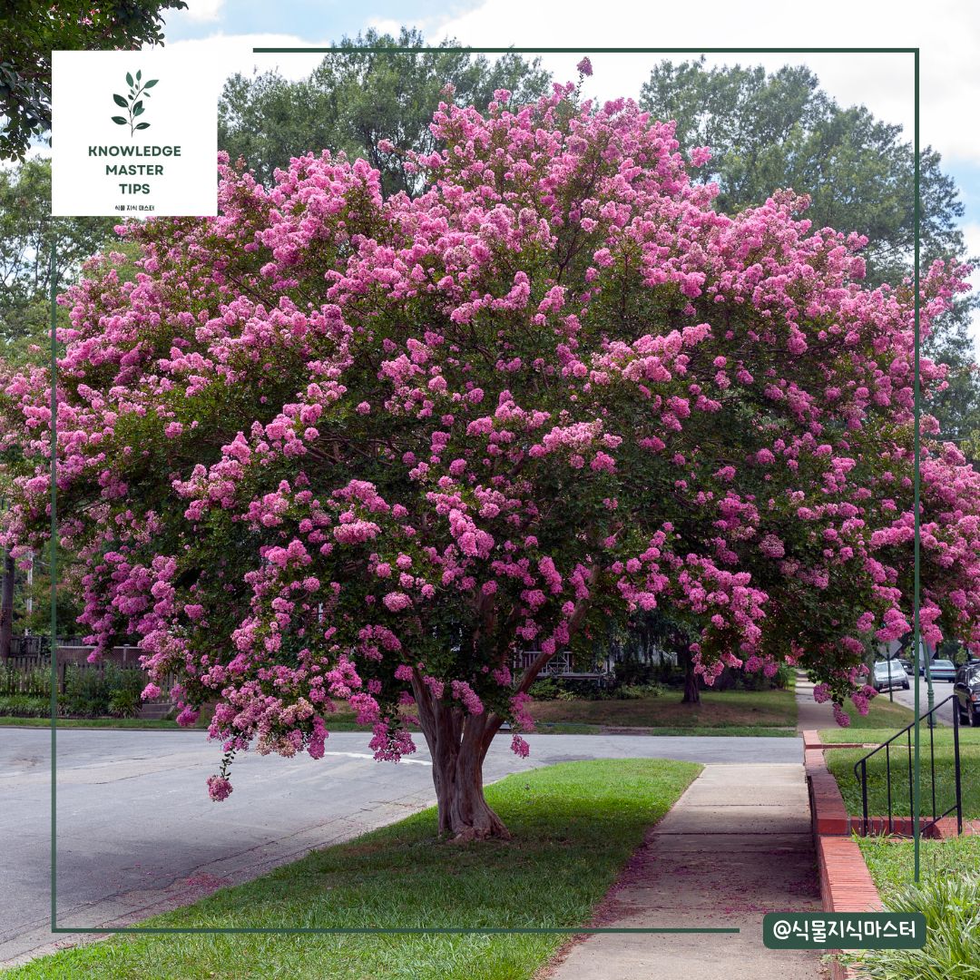 배롱나무, 한국의 여름을 수놓는 꽃