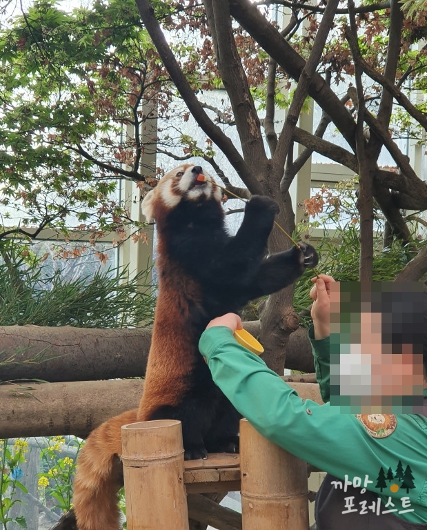 판다월드 레서판다