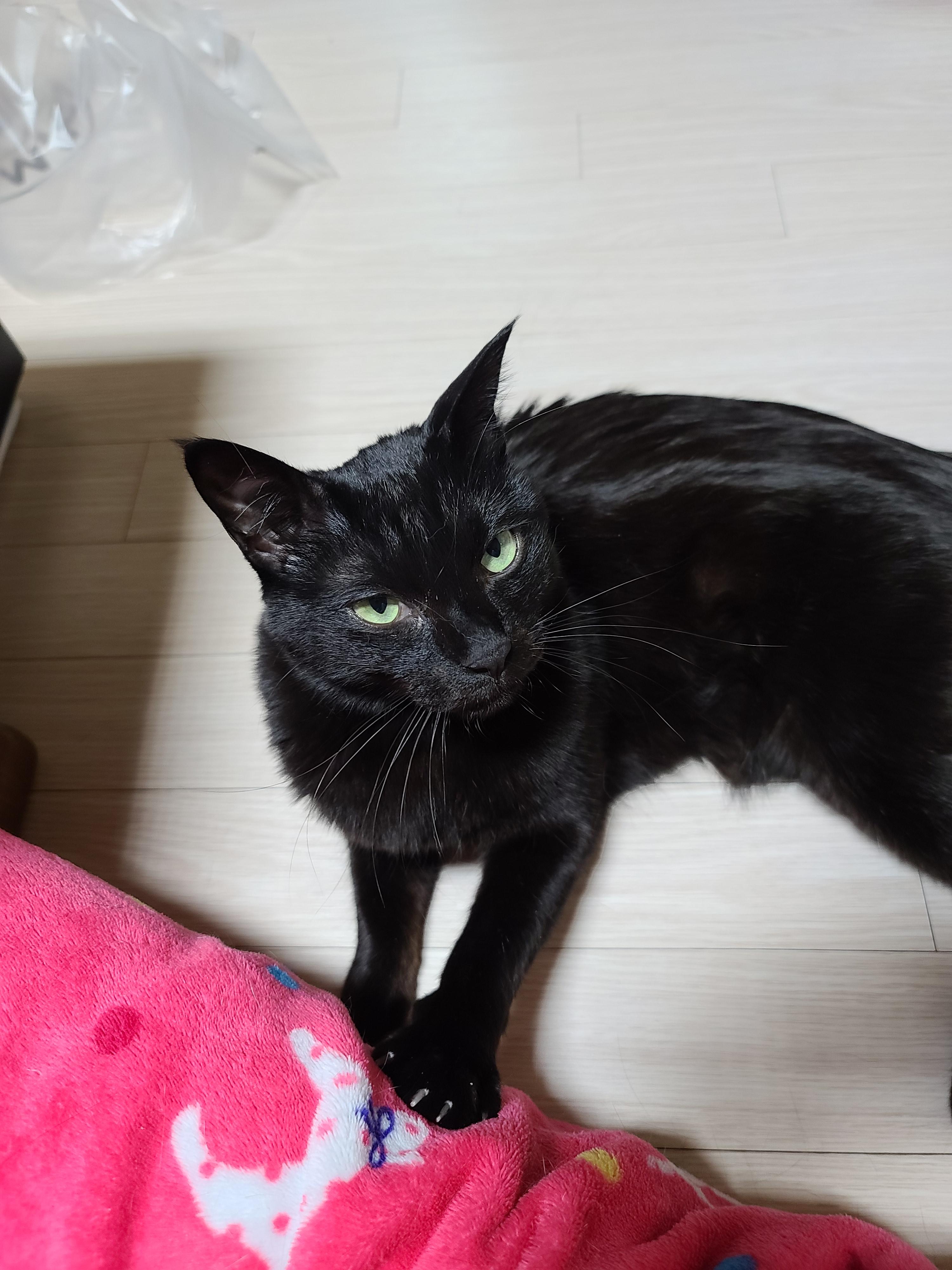 아홉고양이가 좋아하는 쓰다듬기