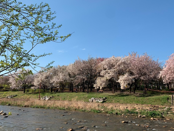 석촌호수 벚꽃 축제 일정