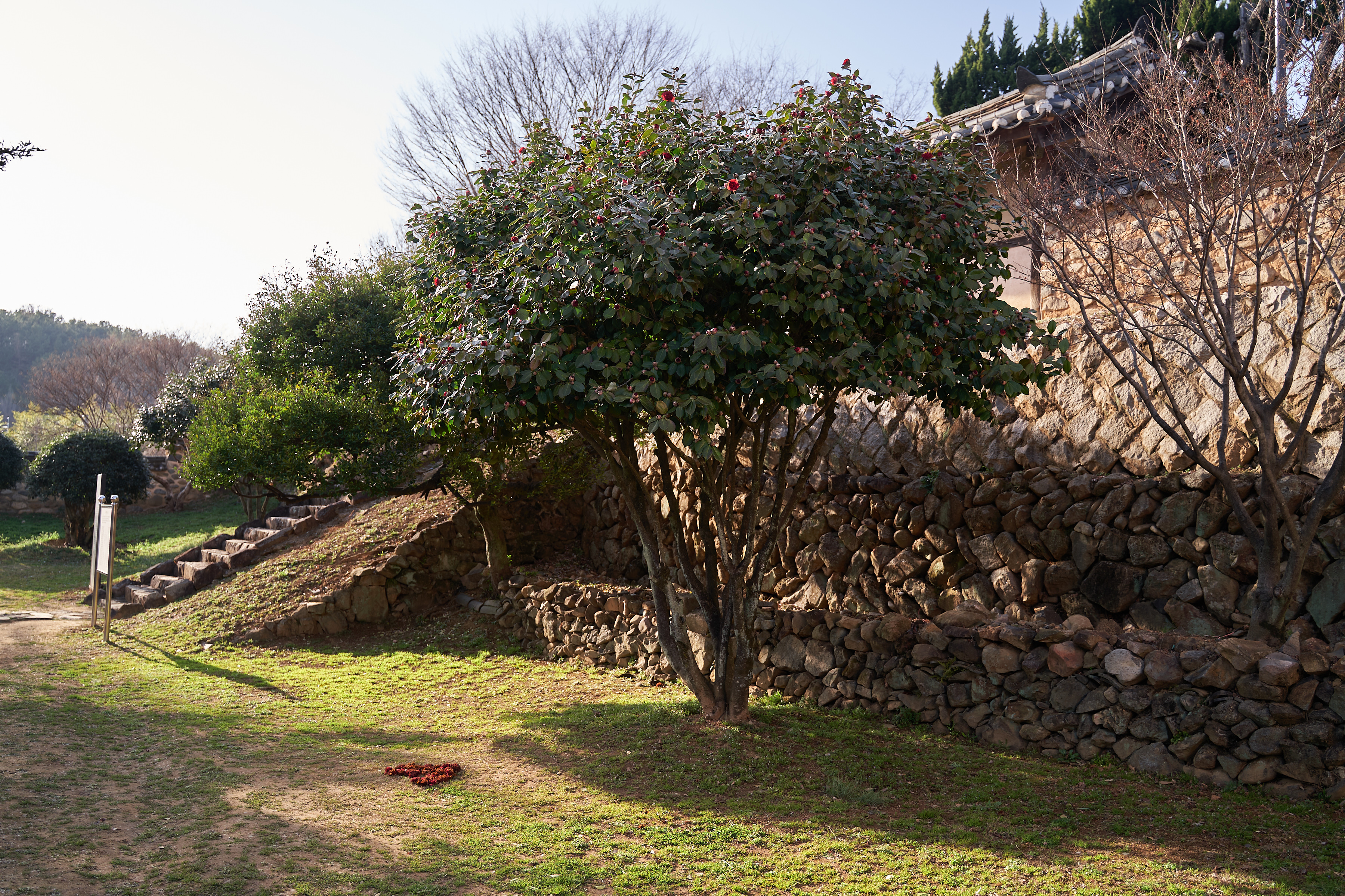 밀양향교 동백나무