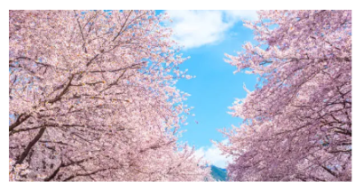 벚꽃