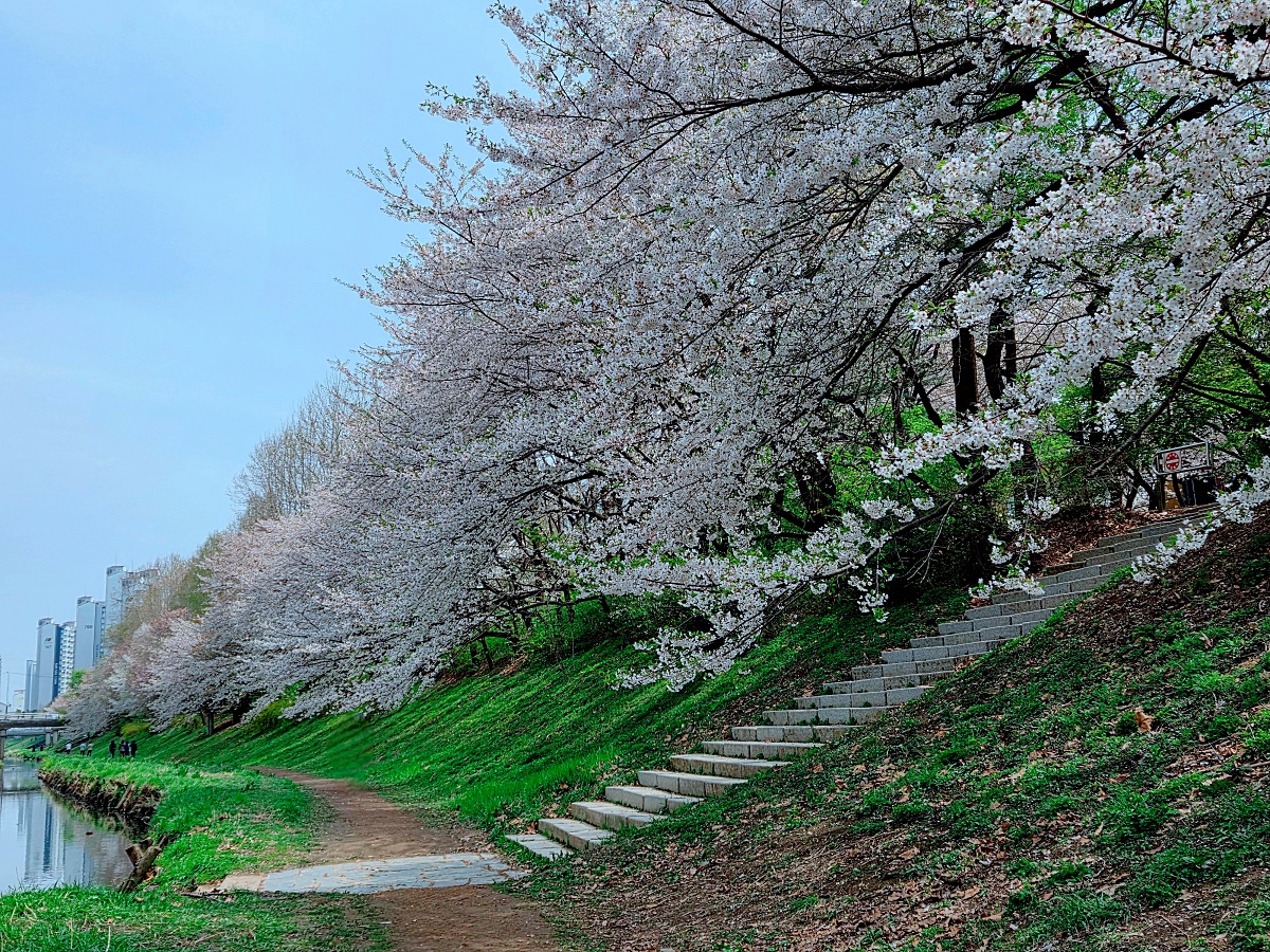 인천 벚꽃 명소 굴포천: 청리단길 꼭 가봐야 할 사계절 감성 산책로