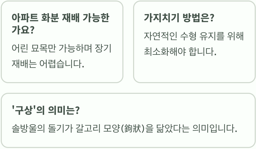 살아있는 크리스마스 트리, 구상나무 키우기 A to Z