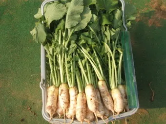 알타리무 파종시기 핵심 포인트_28