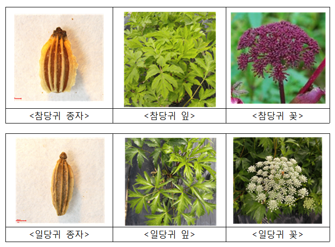 당귀