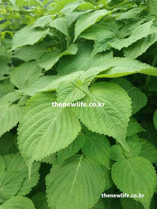 깻잎 효능 눈 건강 베타카로틴 성분