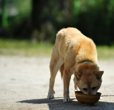 진돗개 입양 까다로울까? 성격&amp;#44; 수명&amp;#44; 특성 총정리