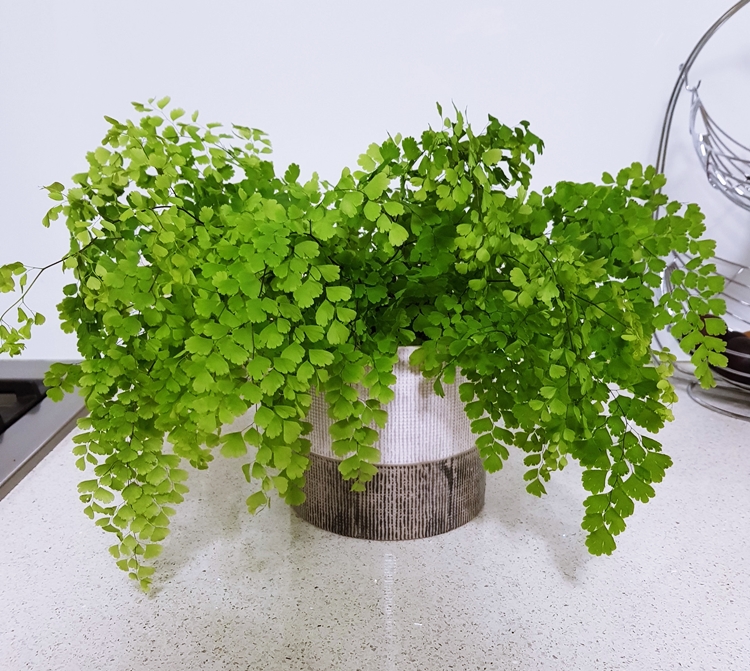 예쁘게 흐늘어진 아디안텀