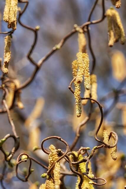 봄철 알레르기 예방 및 관리방법