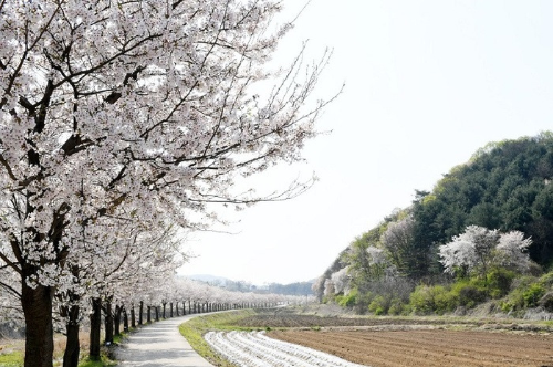 서울 근교 벚꽃 명소 추천, 드라이브 코스 BEST 5