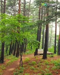 명상과 함께하는 자연 치유 스트레칭 루틴