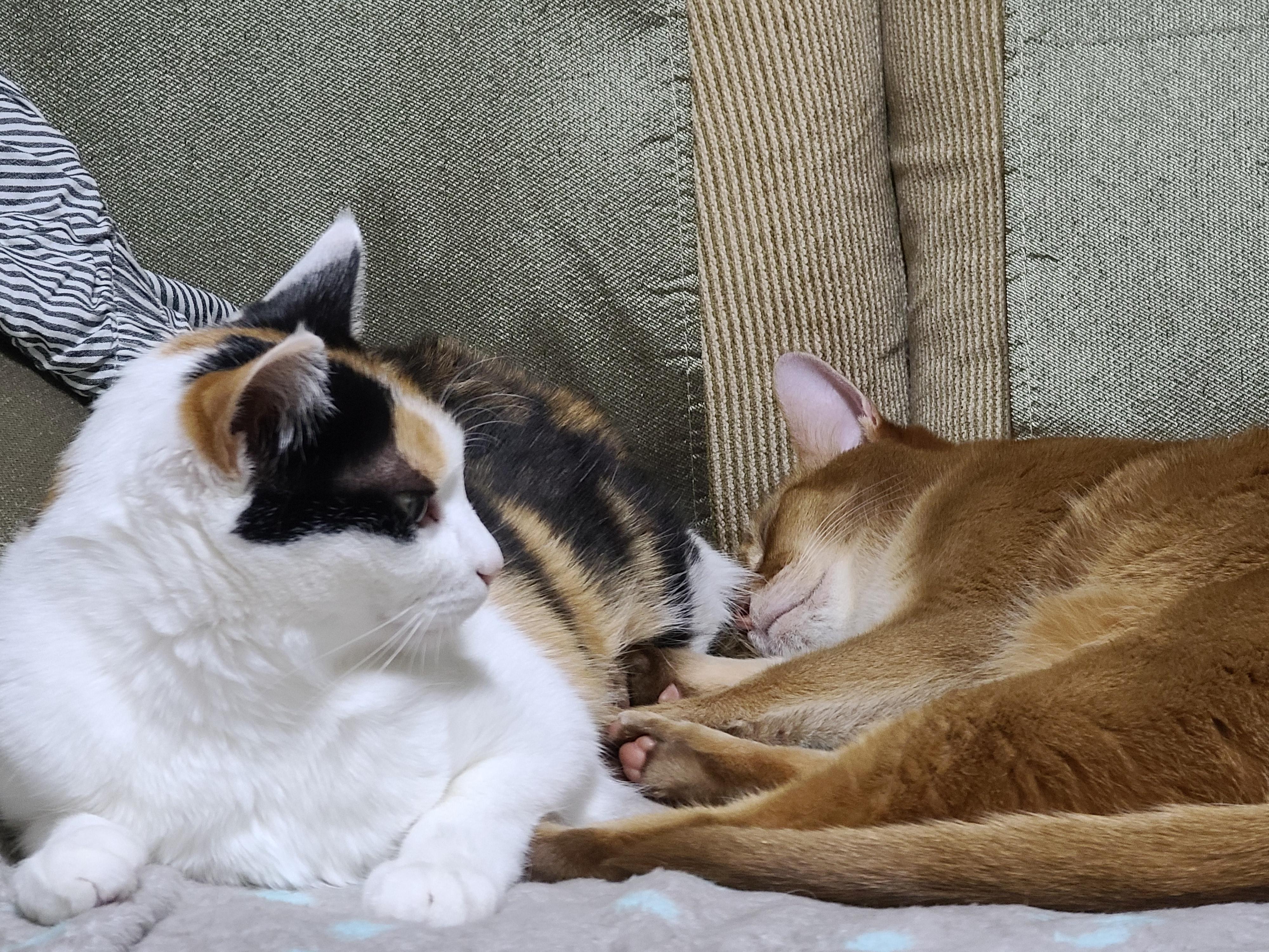 전기장판의 효과. 서로 데면데면한 고양이들에게 전기장판을 선물하세요.