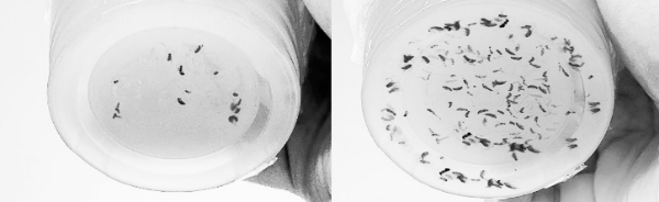 초파리 트랩: 초파리 발생 해결