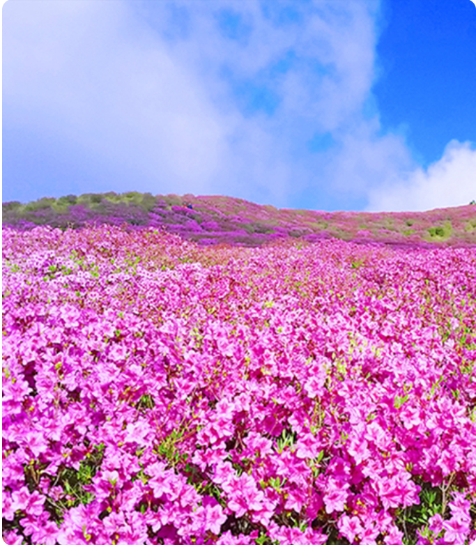 황매산 철쭉제