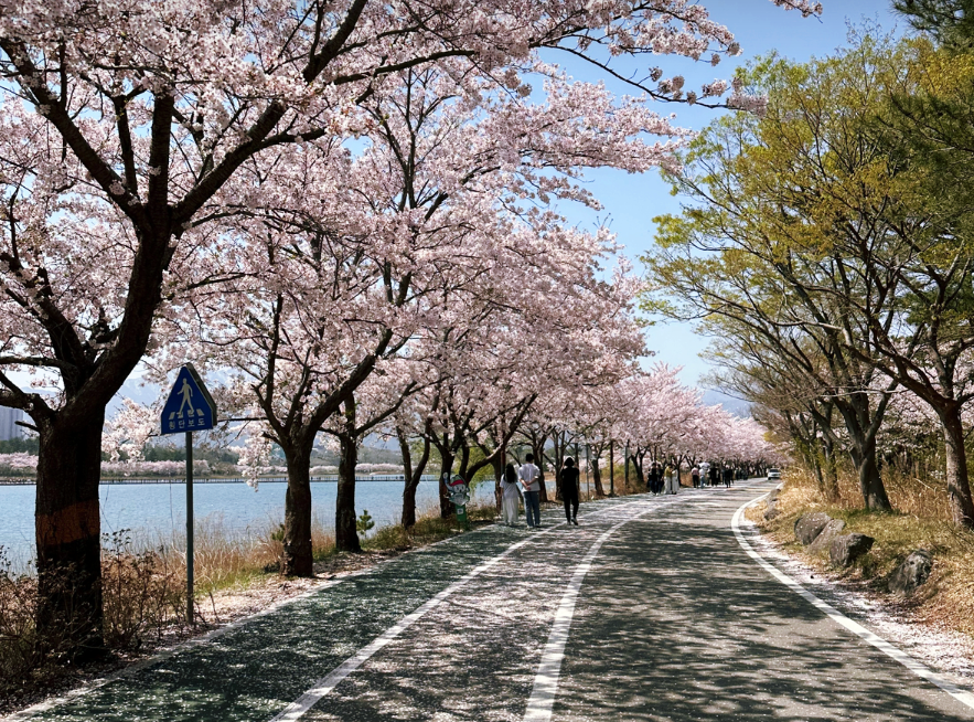 영랑호 벚꽃1