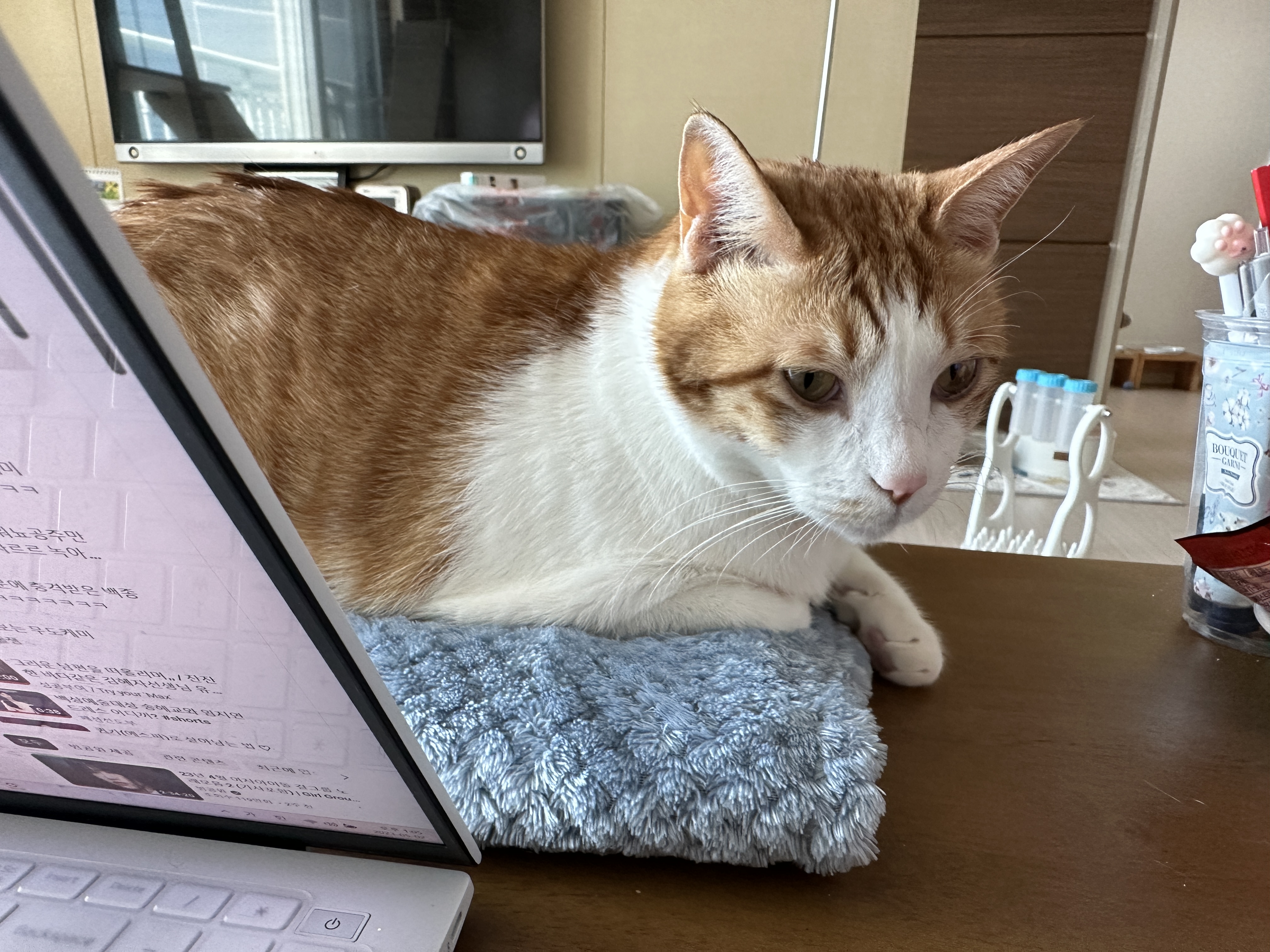 결국 막둥이 지정석을 만들어줬다 (feat. 냥냥이들 행동교정시 포인트는 평온한마음)