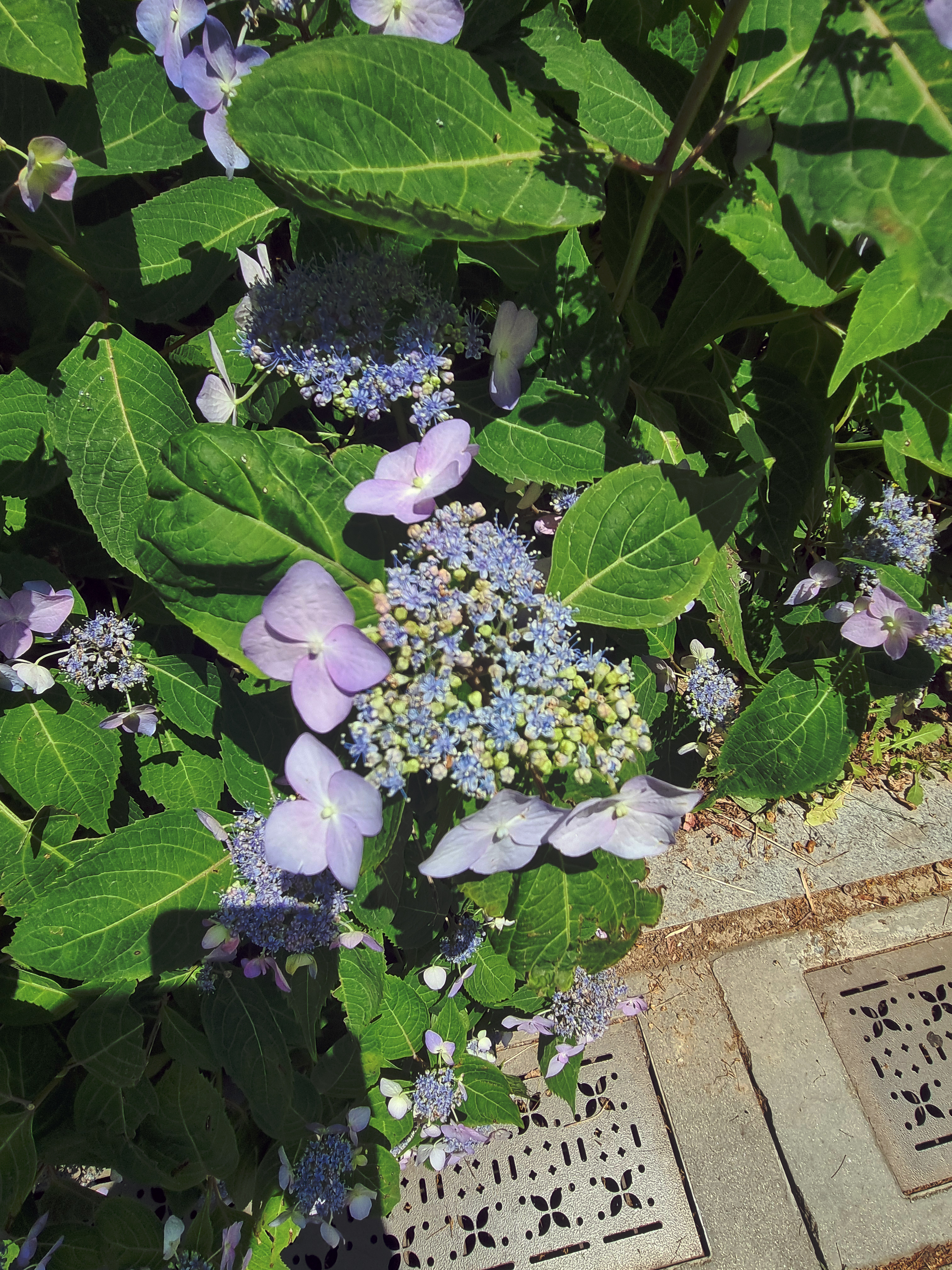 꽃술이 올라온 보라빛 산수국