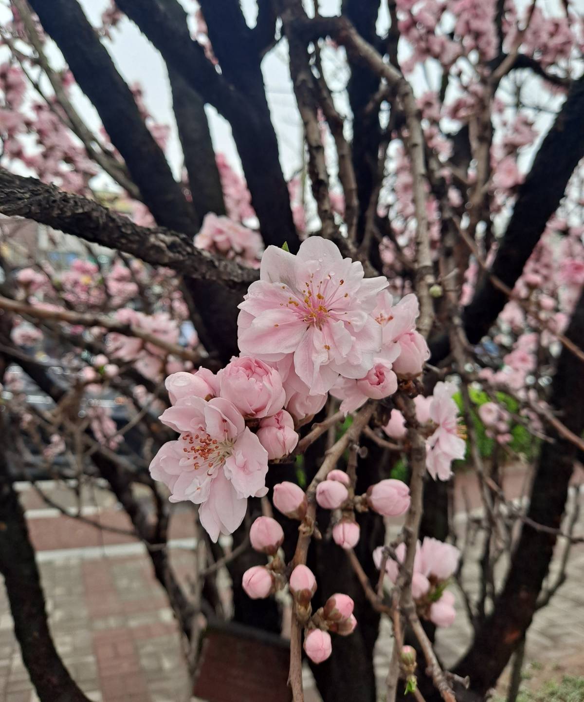 복숭아 꽃잎