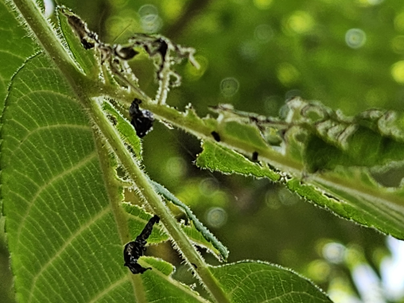 호두나무잎벌레2