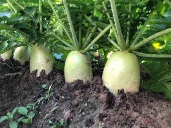 무 재배 솎아주기 토양 소독 비닐 멀칭_4