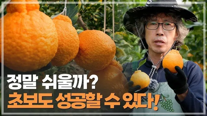 한라봉 재배 비가림 재배 가지 전정 당도 높이기_4