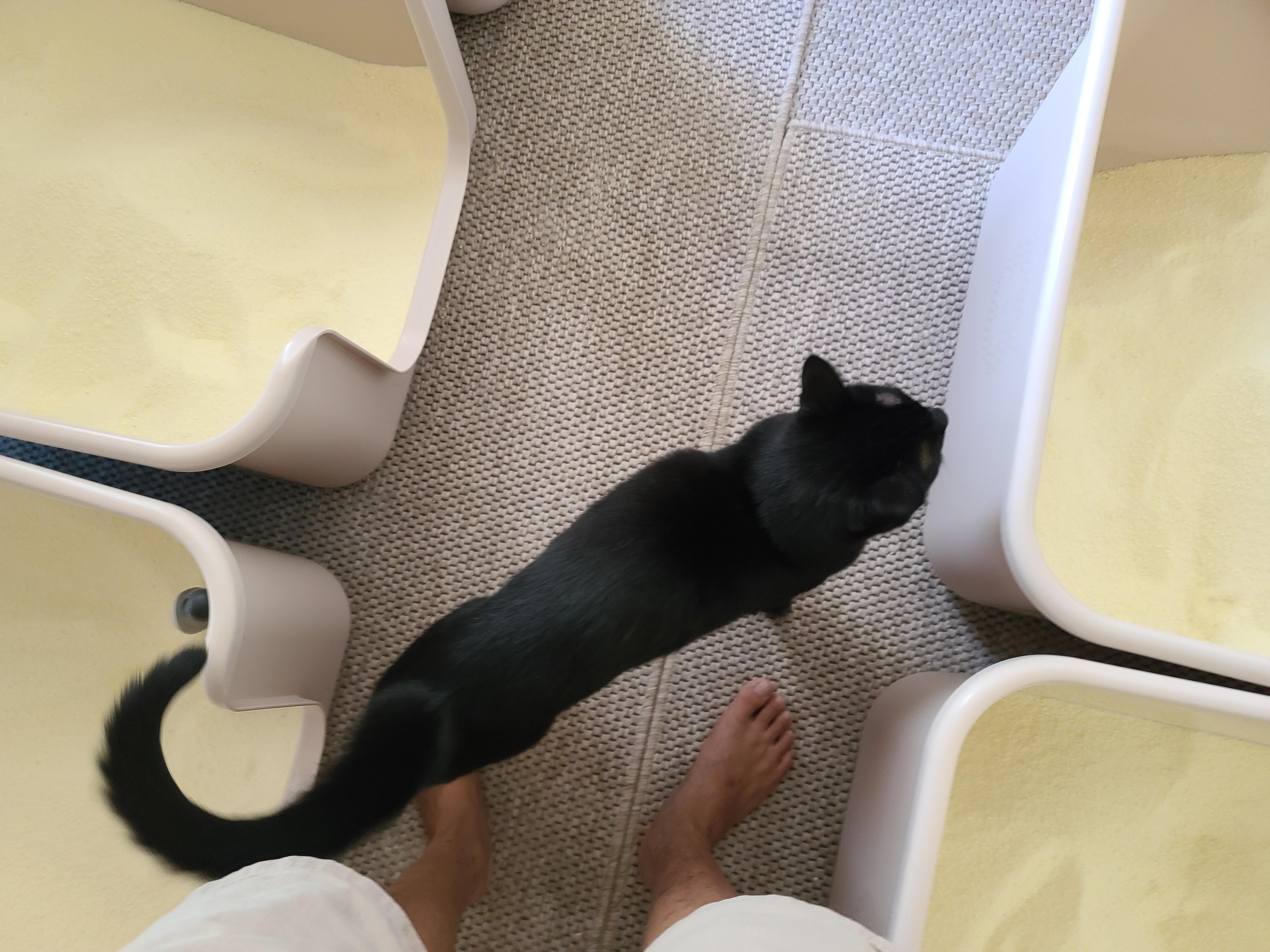 9냥이 집사의 눈뜨면 하는 일들.