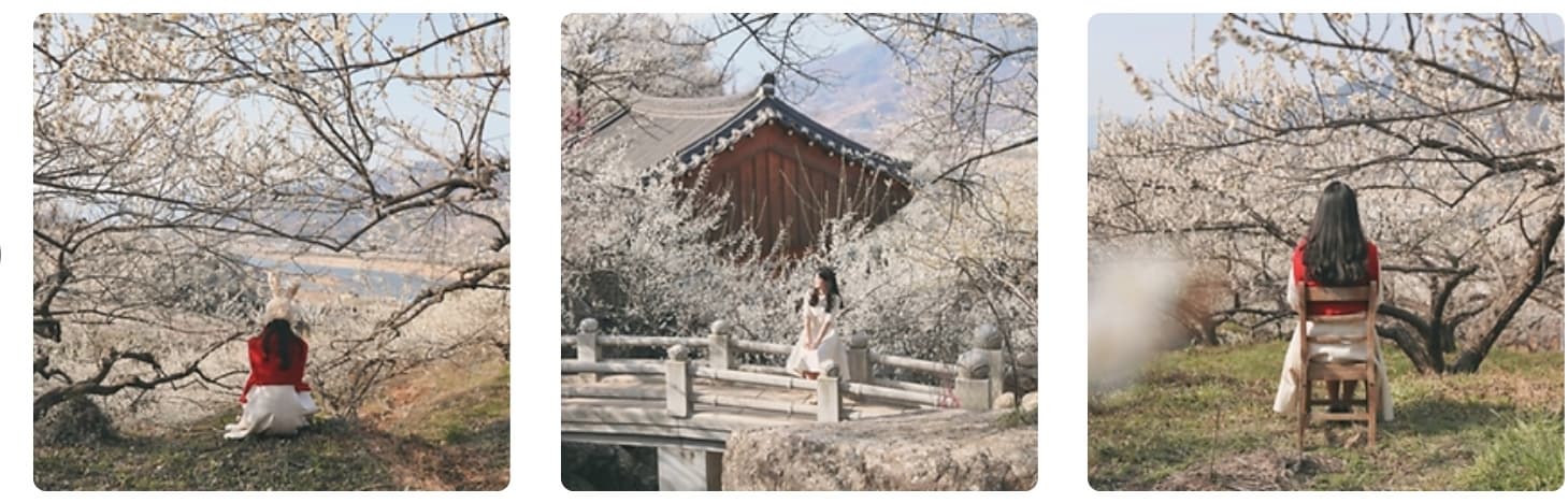 광양매화축제 2025 ❘ 섬진강을 따라 흐르는 매화의 향연