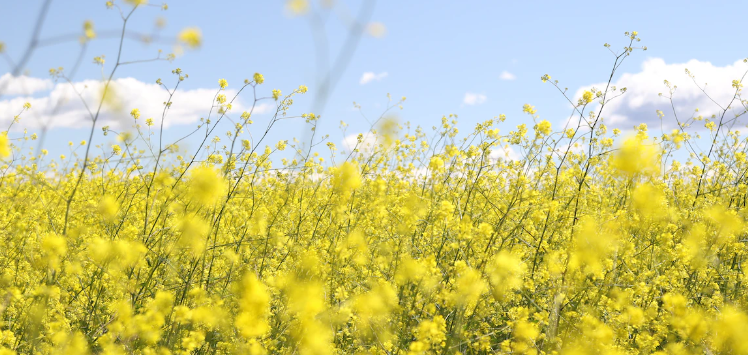 유채꽃