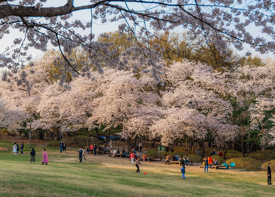 서울어린이대공원 벚꽃