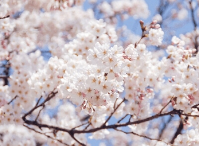 진해군항제 무료 셔틀버스 노선도&amp;#44; 기차 예매 꿀팁